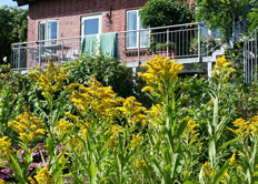 Gelbe Blumen im Vordergrund